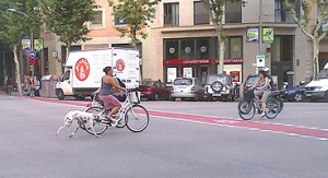 Una joven pasea a su perro atado a la bicicleta en el paseo Sant Joan de Barcelona, el 30 de junio.